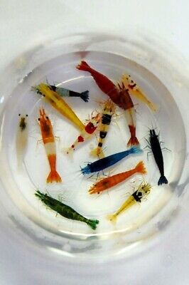8+2 Adult Neocaridina Candy Skittle Live Shrimp Mixed Colors Aquarium With FOOD • 35.45$