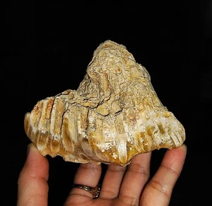 AMAZING AMMONITES!! PETRIFIED CORAL FROM JAVA, INDONESIA, 100MM - Picture 1 of 8