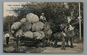 RPPC Landwirtschaft Kohl aus ROSENBERG TX Übertreibung Martin Echtfoto Postkarte - Bild 1 von 2