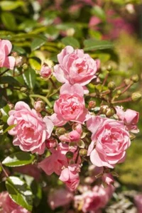 Rosa 'The Fairy', Bodendeckerrose, zartrosa, 3-5 Liter Container - Bild 1 von 14