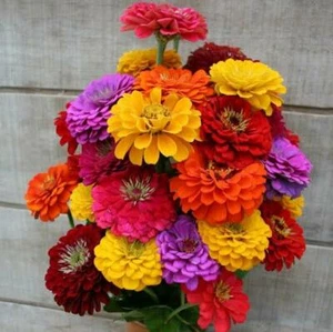 ZINNIA CALIFORNIA GIANT MIXED 60+seeds Outstanding Colour Borders * FREE POST* - Picture 1 of 9