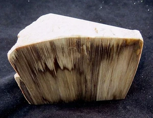 INCREDIBILE LASTRA DI LEGNO PIETRIFICATO Colorata Fermalibri Singolo - Lucido e Naturale (90,18 - Foto 1 di 7