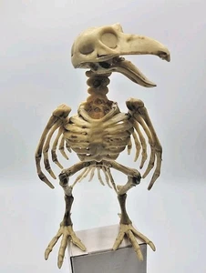 Esqueleto Pájaro Pirata Halloween Decoración Piolín Huesos Pirata Gótico Cuervo Cuervo - Imagen 1 de 2