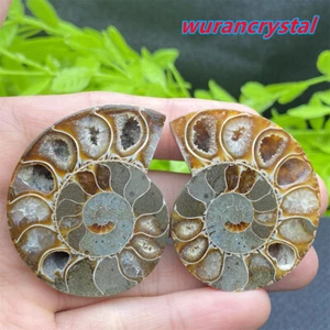 A Pair Natural Ammonite Mini Fossil Conch Quartz crystal Specimen Healing care - Picture 1 of 12