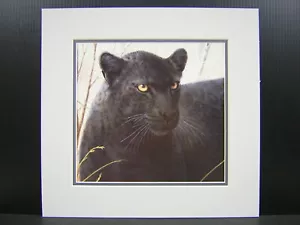 Mini stampa artistica Charles Frace potente dettaglio presenza nero leopardato opaco - Foto 1 di 1