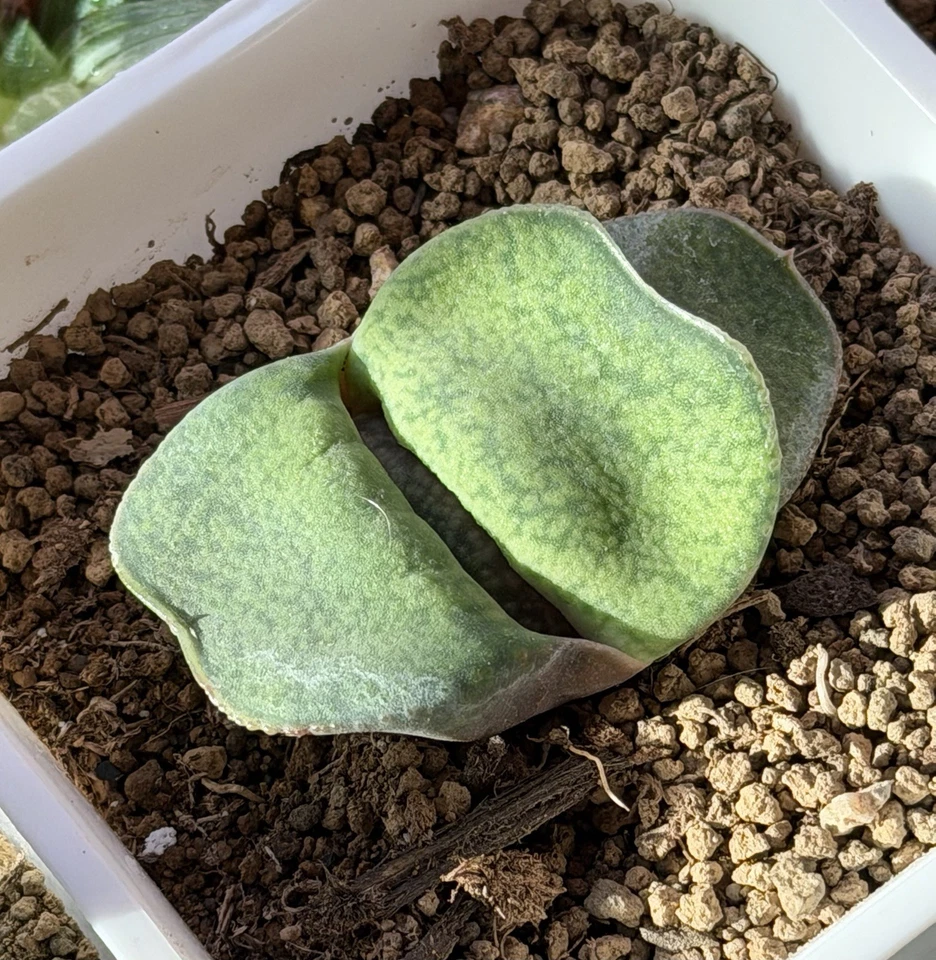 Semilla híbrida Gasteria cultivada, planta viva, suculenta igual que en la foto (2 pulgadas) Foto 1 de 4