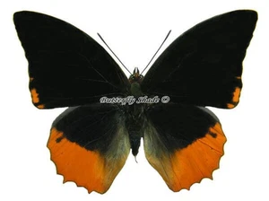 Unmounted Butterfly/Nymphalidae - Charaxes protoclea protonothodes, male, A- - Picture 1 of 2