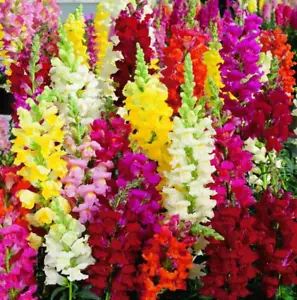 3000+ Snapdragon Tall Mix Seeds - Tall Flower ----------- BRIGHT MIXED COLORS - Picture 1 of 3