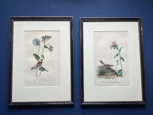2 identisch gerahmte 1. Auflage Octavo Ed. Audubon Finch & Bunting - Bild 1 von 16
