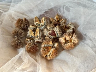 Cáscaras / Fresas de Castaño Americano Seco - Decoración Otoño o Navidad. Muy único Foto 1 de 4