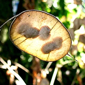 Lunaria annua, Silbertaler, Silberblatt, Mondviole - 1000 Samen aus biolog Anbau - Bild 1 von 6