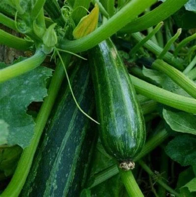 Semillas de calabaza, semillas de calabaza de verano Cocozelle, marca "COOL FRIJOLES N SPROUTS" Foto 1 de 3