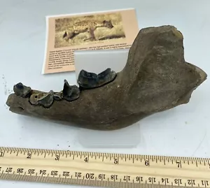 Crocuta crocuta spelaea cueva asiática hiena dientes mandíbula 10.000++ años de antigüedad J5 - Imagen 1 de 5