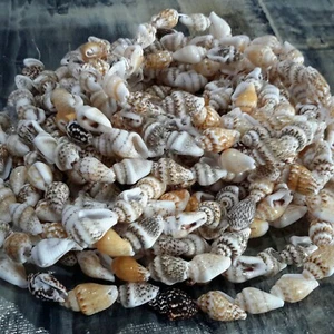 Natural Sea Shell Bead, 11-14x7-9x7.5mm, 39-42 pce Free Postage Oz Seller - Picture 1 of 3