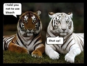 I Told You Not To Use Bleach Shut Up Tiger Jungle Animal Funny MAGNET - Picture 1 of 1