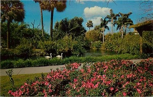 Tampa Florida Busch Azaleas Whistling Swans Anheuser-Busch Brewery Postcard - Picture 1 of 2