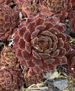 Sempervivum Space Dog - Bild 1 von 1
