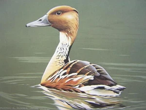 Burton Moore 1986 Federal Duck Stamp Signed Limited Edition Art Print - Picture 1 of 1