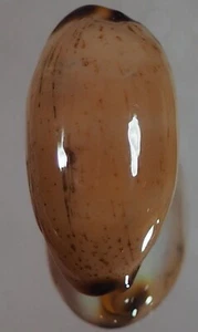 CYPRAEA ISABELLA CONTROVERSIA SELECCIONADA - Imagen 1 de 2