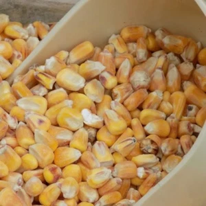 Whole Maize 20kg | Poultry Food, Waterfowl, Pigeon, Goose, Duck Feed - Picture 1 of 1