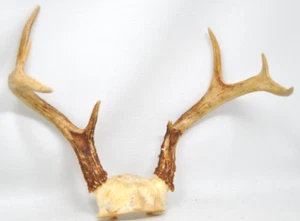 Small 8 Point Vtg Deer Antlers Skull Rack Horns Gnarly Taxidermy B11 - Picture 1 of 4