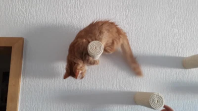 CAPRI CORNER Kletter Hilfe, Tritt Stufe für Katzen an der Wand