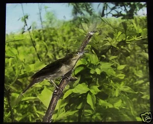 Glass Magic Lantern Slide BIRDS OF EUROPE NO45 C1910 ORNITHOLOGY PHOTO - Picture 1 of 2