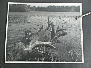 Vintage Photograph of Marsh and Driftwood, 1960s-70s by William Noble - Picture 1 of 1
