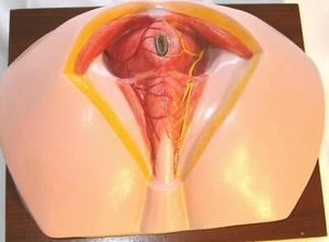 Modelo de educación médica anatómica anatómica anatomía del perineo humano masculino Anus - Imagen 1 de 3
