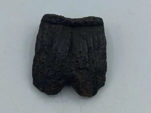 Fossilized Turtle Shell Fragment from Florida, Pleistocene Epoch T6 - Picture 1 of 4