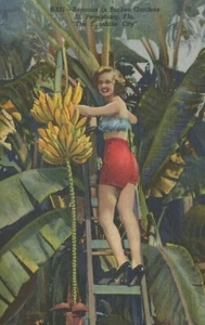 Plátanos en jardines hundidos - San Petersburgo, Florida - lino sin publicar - Imagen 1 de 3