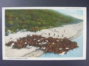 Alaska Heard Of Reindeer Aerial View Vintage White Border Postcard 1930s - Picture 1 of 2