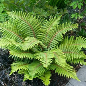 Japanese Tassel Fern Polystichum polyblepharum - XXL 3Lt Pot Hardy Evergreen - Picture 1 of 12