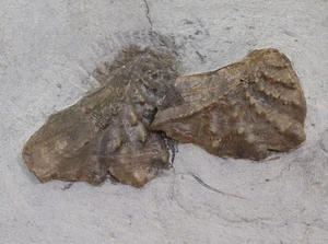 Muschel, Myophorella clavellata, Jura, Eningen, Deutschland-L549 - Picture 1 of 3