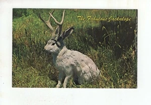 Vintage Post Card - The Fabulous Jackalope of North America - Picture 1 of 2