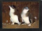 B2082 Australia V Phillip Island Fairy Penguins NCV postcard