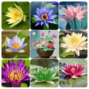 60 Pcs Mix Bonsai Bowl Lotus Seeds, Water Lilys Flower Plant, Lotus Seeds for... - Picture 1 of 6