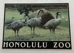 Hawaiian Goose At The Honolulu Zoo. Postcard (Q2) - Picture 1 of 2