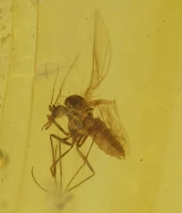 Ceratopogonidae (Biting Midge), Fossil insect inclusion in Burmese Amber - Picture 1 of 3