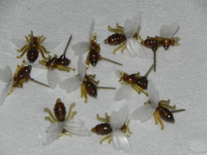 (24ct/STk) 50 Kst-Bienen z Anstecken,Imker,Imkerei,Biene,bee,bees - Bild 1 von 1