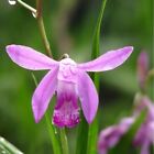 Bletilla Banded Plant Orchids Hyacinth Or Orchid Terrestrial