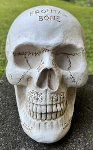 Totenkopf Deko Phrenologie Tischplatte Halloween Dekoration Harz Figur 5,25" - Bild 1 von 7