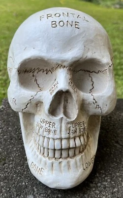 Skull Decor Phrenology Table Top Halloween Decoration Resin Figure 5.25” - Image 1 of 4