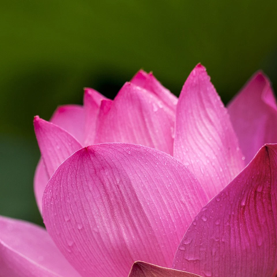 SACRED LOTUS Seeds Nelumbo nucifera Rare Medicinal Exotic Aquatic Water Flower - Image 1 of 4