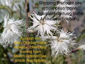 Garofano di sabbia, Dianthus arenarius, rosa sabbia, 60 semi, semi, raro - Foto 1 di 16