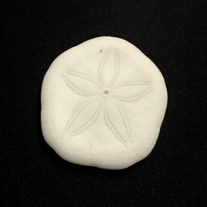 Sand Dollar Sea Shell Laganidae Sand Dollar Natural Marine Echinoderm Skeleton - Picture 1 of 11