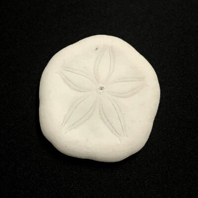 Sand Dollar Sea Shell Laganidae Sand Dollar Natural Marine Echinoderm Skeleton - Image 1 of 4