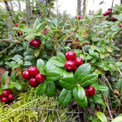 Preiselbeere Red Pearl Vaccinium vitis idaea Moosbeere Bodendecker im 3 L Topf - Bild 1 von 4