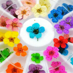 Mixed Real Dried Flowers 3D Nail Art Decoration Flower Manicure Beauty DIY Tool