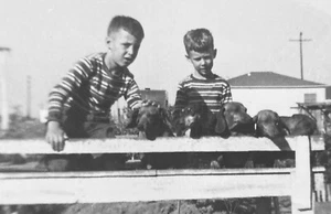 Vintage Foto kleine Jungen sitzend mit Packung entzückender Dackel Hunde Welpen - Bild 1 von 3